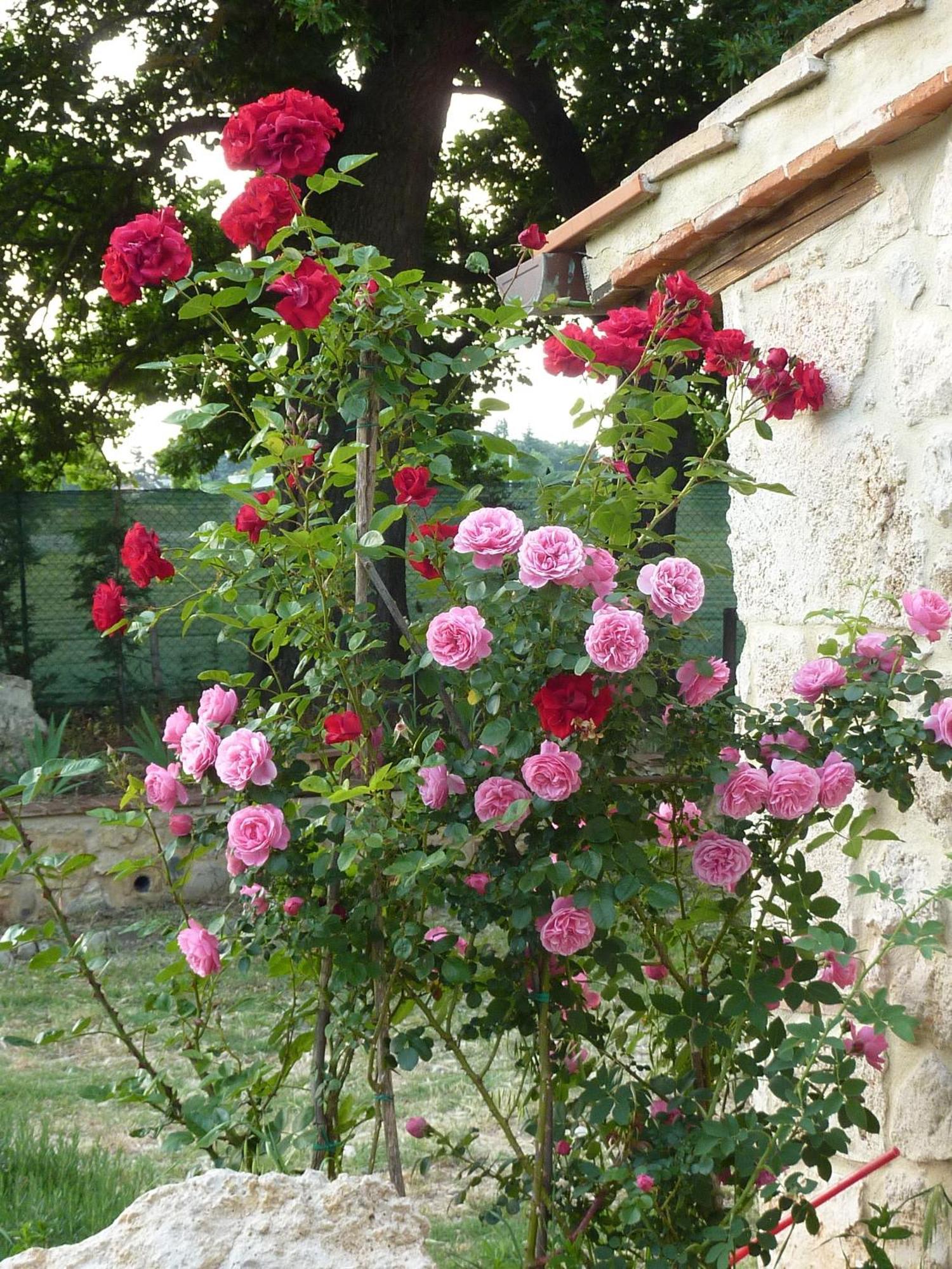 Agriturismo La Segolina Colle Val D'Elsa Extérieur photo