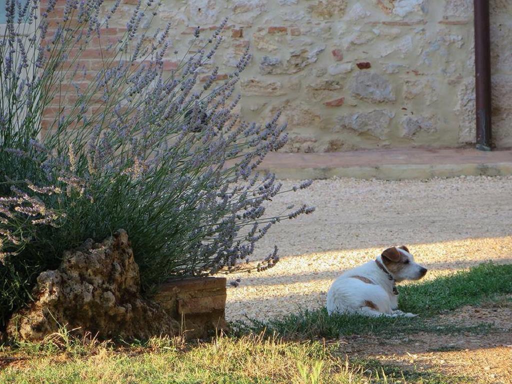 Agriturismo La Segolina Colle Val D'Elsa Extérieur photo